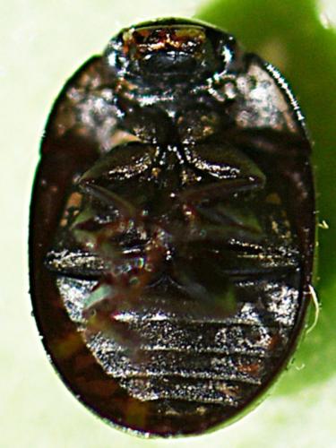 Coelostoma hispanicum